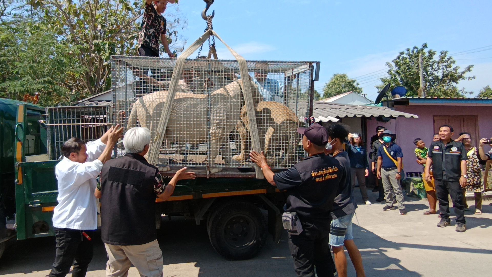 ชลบุรี-กรมอุทยานฯ ตำรวจ ถือหมายค้นยึดสิงโต เจ้าของผิดพรบ.ครอบครอง