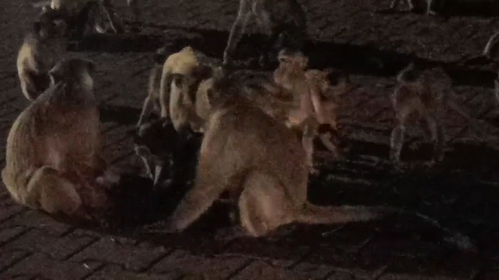ลพบุรี-นักท่องเที่ยวทึ่งลิงถูกรถชนสลบคาถนนพวกลิงนับร้อยรุดช่วยเหลือ