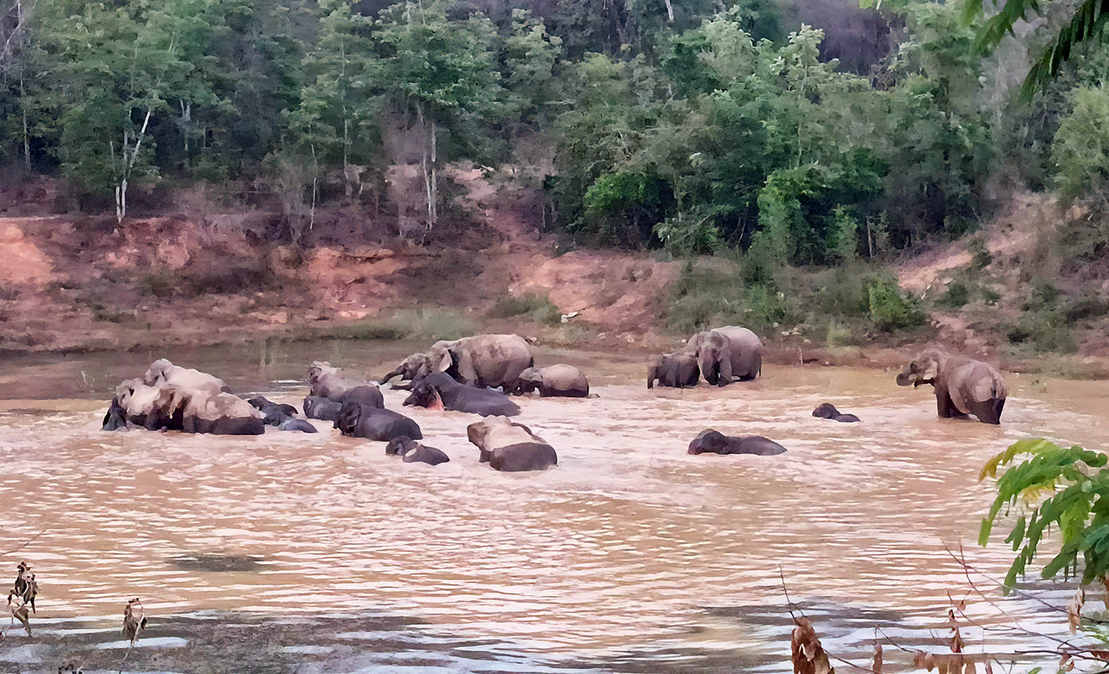 ประจวบคีรีขันธ์-ช้างป่าละอูโขลงใหญ่ 30 ตัวลงเล่นน้ำดับร้อน อวดโฉมนักท่องเที่ยว..!!