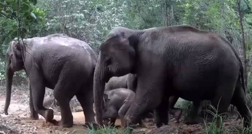 ปราจีนบุรี-“ทับลาน” โชว์คลิปภาพสัตว์ป่านานาชนิดเสือโคร่ง ช้างป่า หมี ไก่ป่า ที่กล้องดักถ่ายภาพสัตว์ป่าบันทึกไว้ได้ ปราจีนบุรี-“ทับลาน” โชว์คลิปภาพสัตว์ป่านานาชนิดเสือโคร่ง ช้างป่า หมี ไก่ป่า ที่กล้องดักถ่ายภาพสัตว์ป่าบันทึกไว้ได้